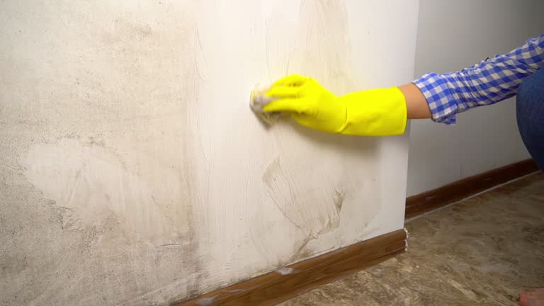 Mold Documentation for Insurance Claims in Forty Fort, PA